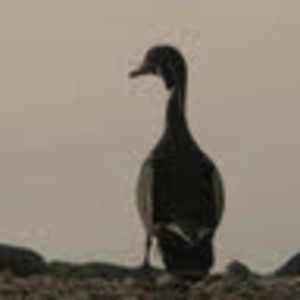 Meet your Posher, Nance